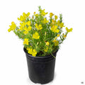 Sun Drops 1 gallon
