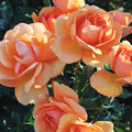 Sunbelt® South Africa® Rose