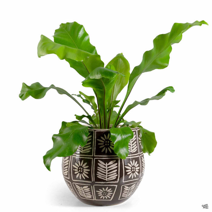 Sunflower Planter Brown with Plant