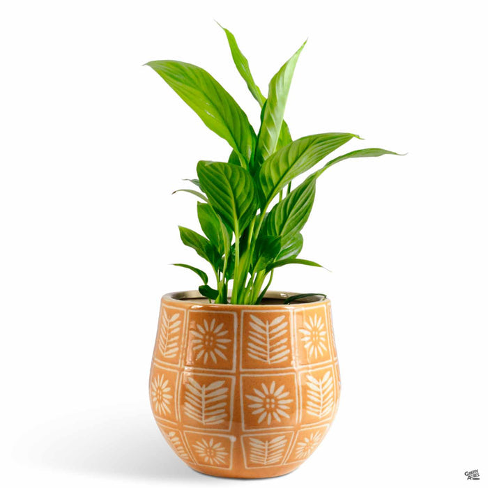 Sunflower Planter Orange with Plant