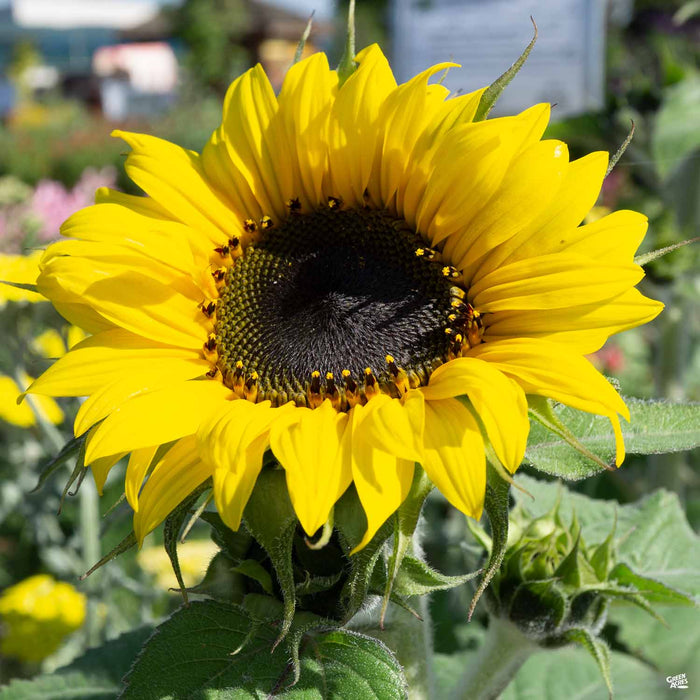 Sunflower