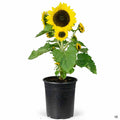 Sunflower 1 gallon