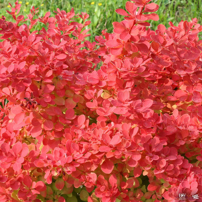 Sunjoy Neo Barberry