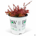 Sunjoy Neo® Barberry 02T