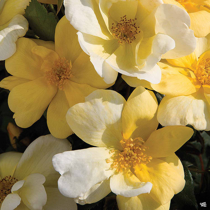 Sunny Knock Out Rose
