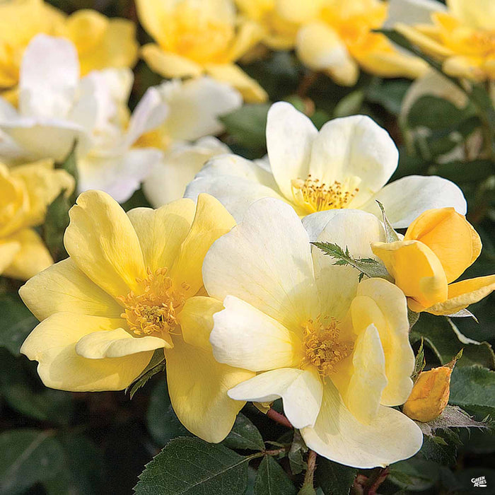Sunny Knock Out Rose