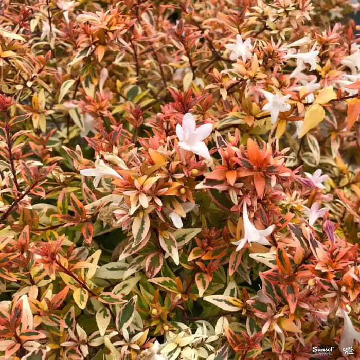 Abelia Suntastic Peach