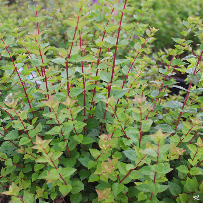 Abelia Suntastic Peach