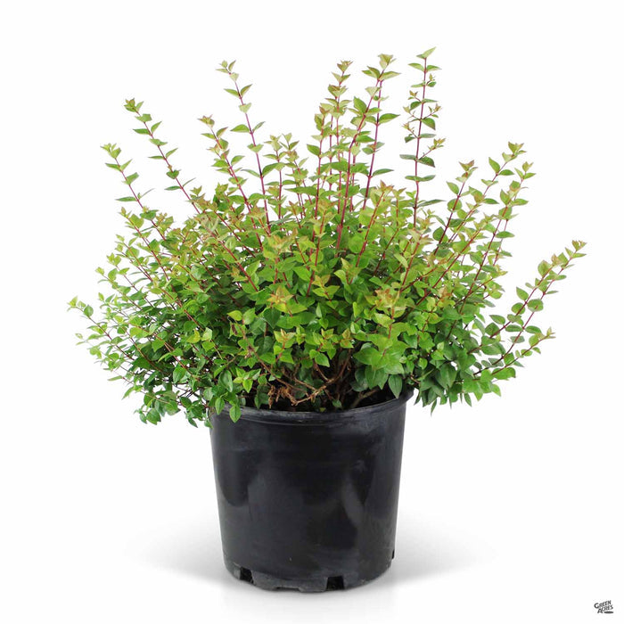 Abelia Suntastic Peach 02T