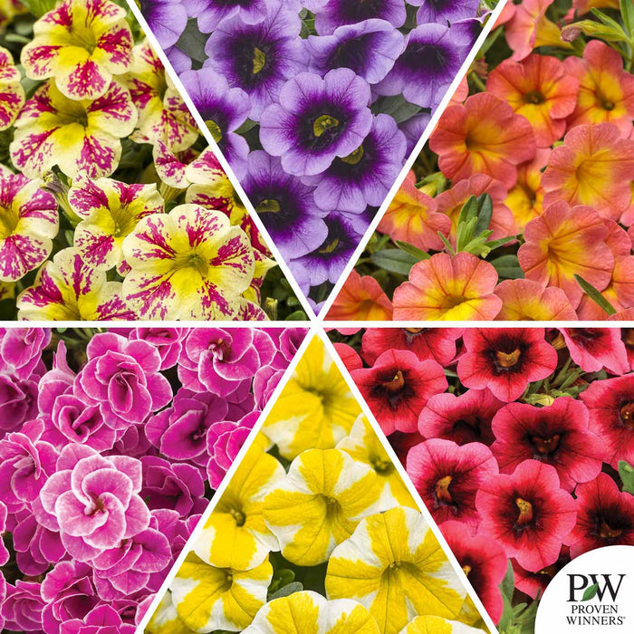 Proven Winners Superbells Mosaic
