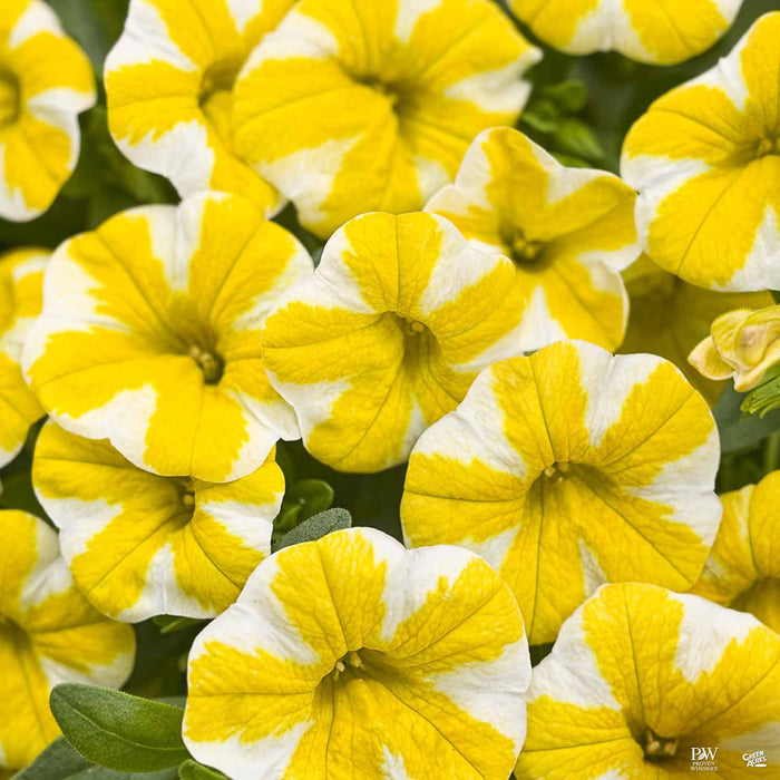 Quart / Lemon Slice®
