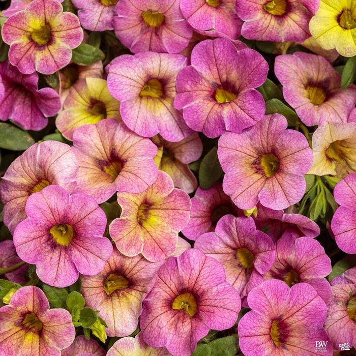 Quart / Pink Lemonade