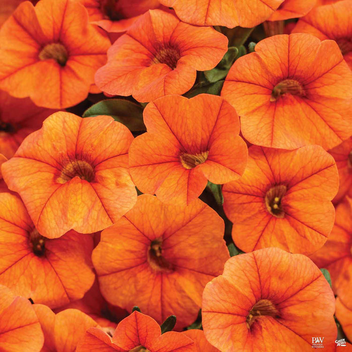 Quart [v::tx] / Dreamsicle®