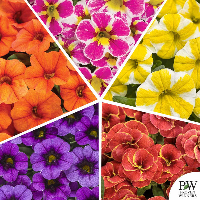 Proven Winners Superbells Mosaic (TX)