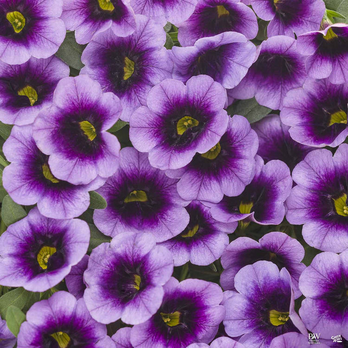 Calibrachoa Superbells Blue Moon Punch