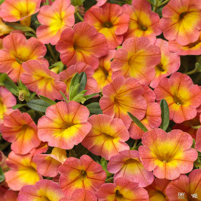 Calibrachoa Superbells Coral Sun