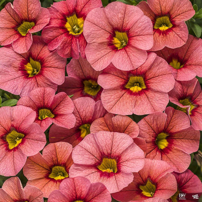 Calibrachoa Superbells Coralina