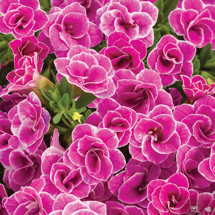 Calibrachoa Superbells Double Love Swept