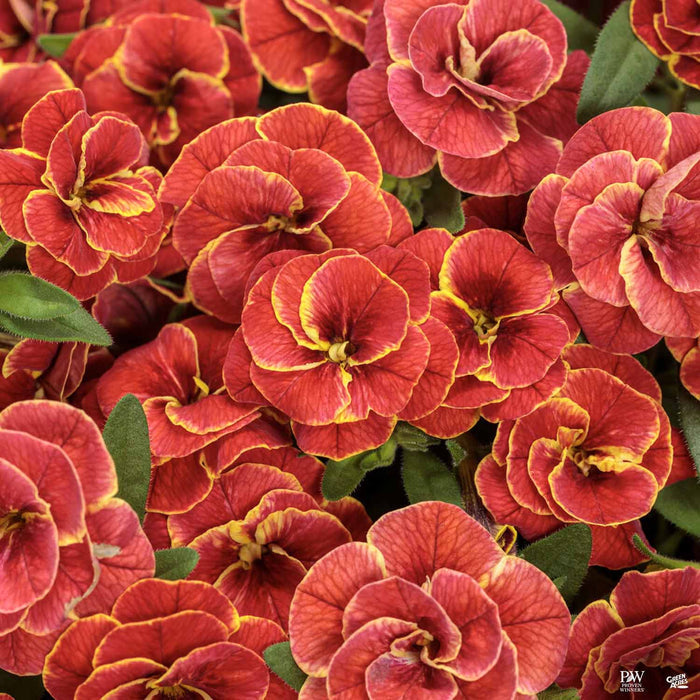 Calibrachoa Superbells Double Redstone