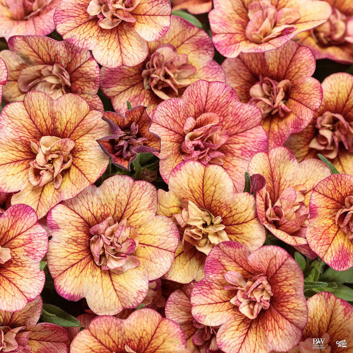 Calibrachoa Superbells Double Vintage Coral