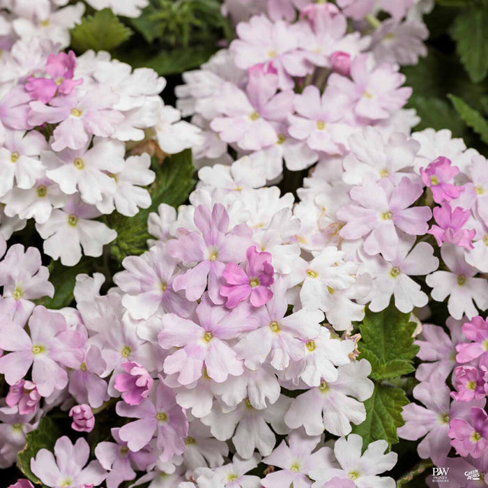 Verbena Pink Cashmere