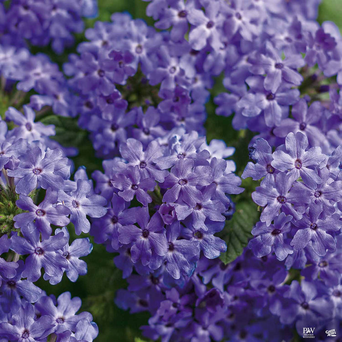 Verbena Superbena Royale Chambray
