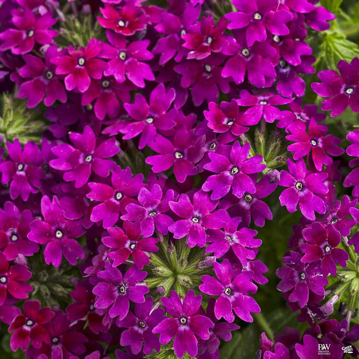 Verbena Superbena Royale Plum Wine