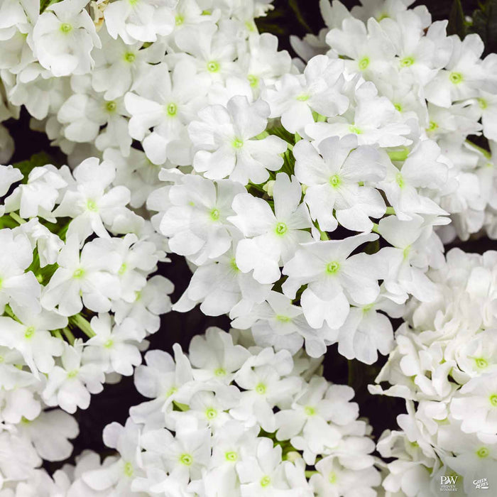 Verbena Superbena Whiteout