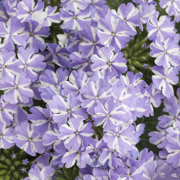 Verbena Superbena Stormburst