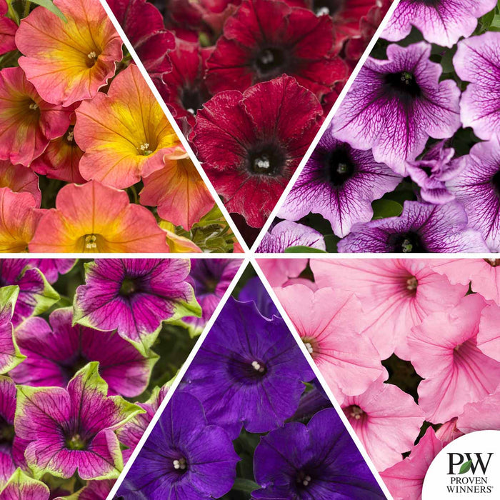 Proven Winners Supertunia Mosaic