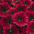Petunia Supertunia Black Cherry