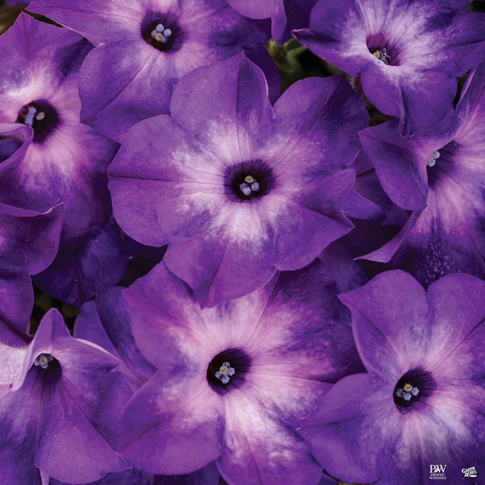 Petunia Supertunia Tiara Blue
