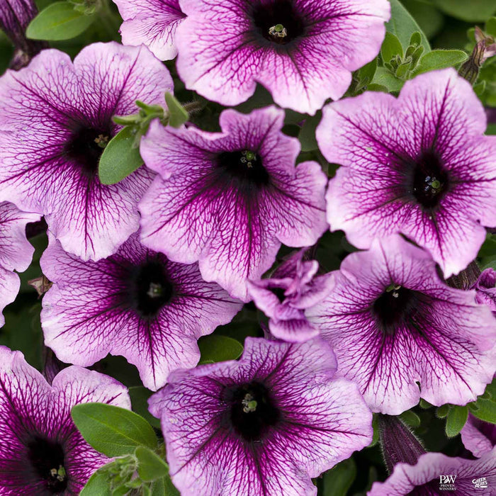 Petunia Supertunia Bordeaux
