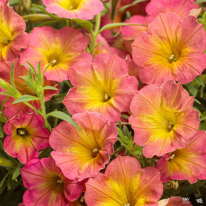 Petunia Supertunia Persimmon
