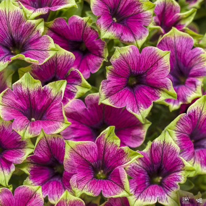 Petunia Supertunia Picasso