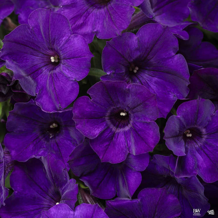 Petunia Supertunia Royal Velvet