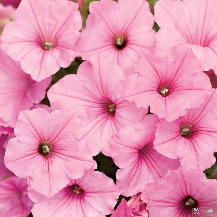 Petunia Supertunia Vista Bubblegum