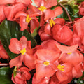 Begonia Surefire Cascade Red