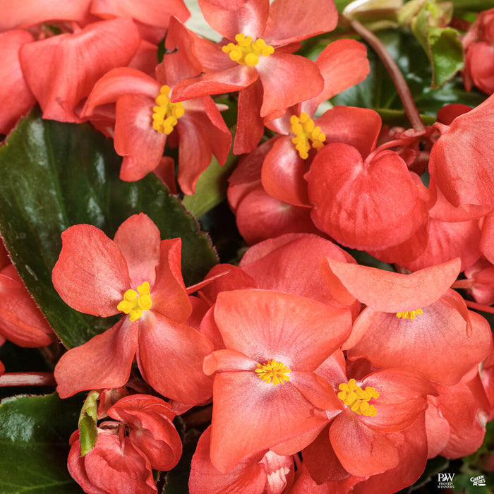 Begonia Surefire Cascade Red