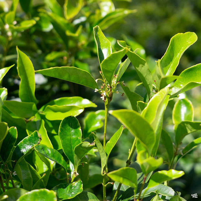 Sweet Olive