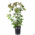 Sweet Olive 5 gallon