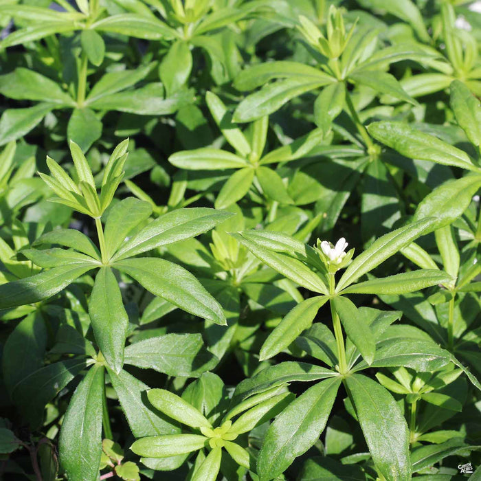 Sweet Woodruff