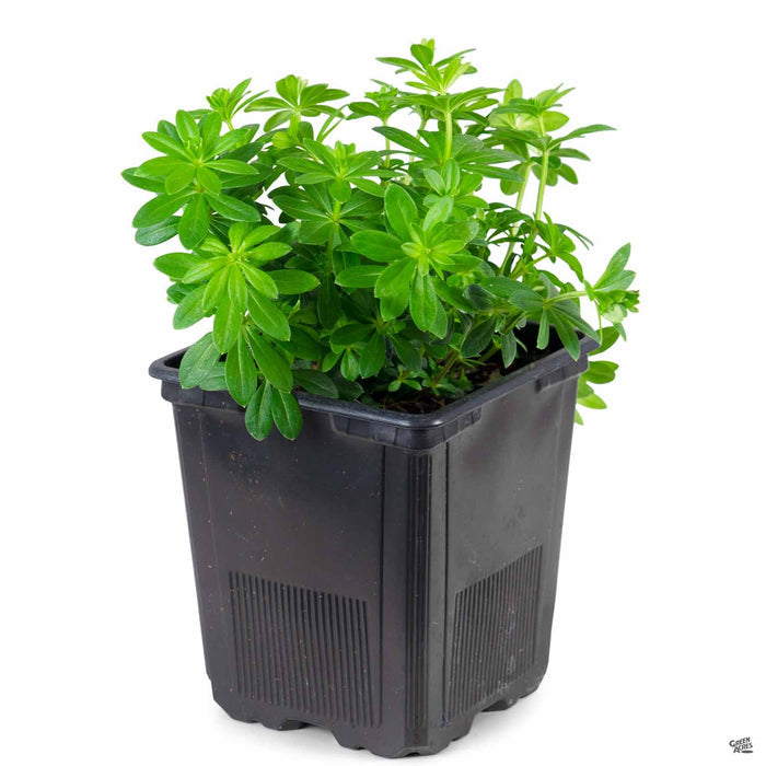 Sweet Woodruff 4 inch