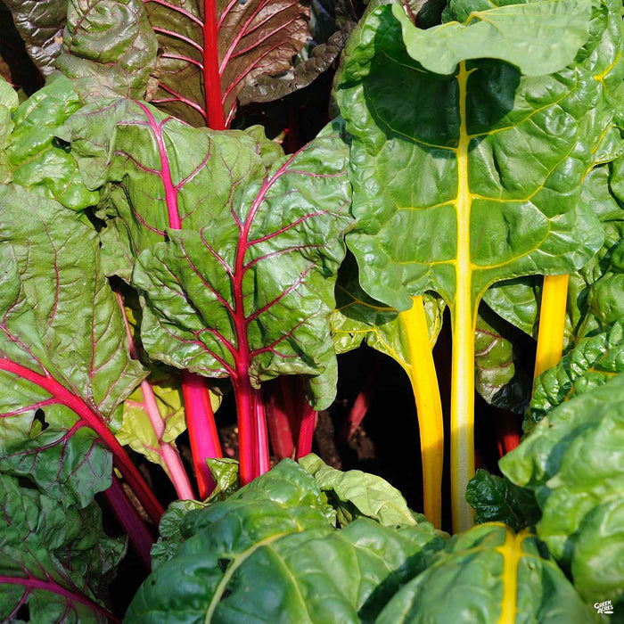 'Bright Lights' Swiss Chard