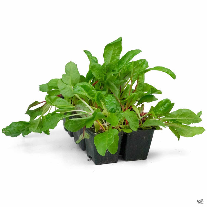 'Bright Lights' Swiss Chard 6 pack