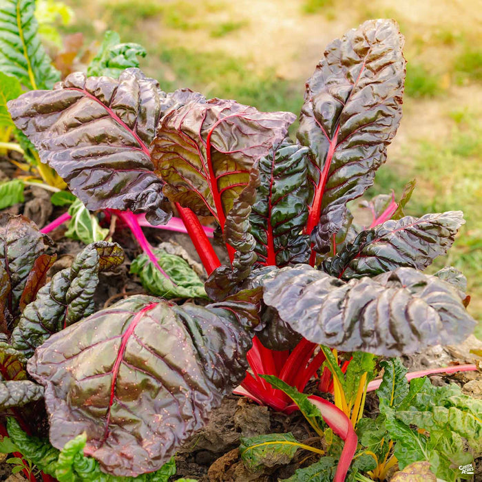 'Red Leaf' Swiss Chard plant
