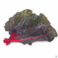 'Red Leaf' Swiss Chard plant
