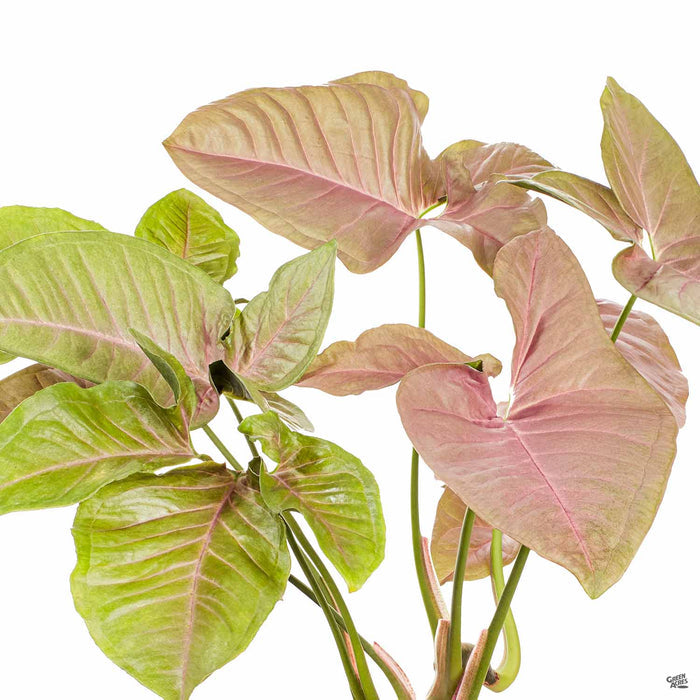 Strawberry Syngonium