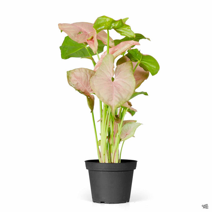 Strawberry Syngonium 4 inch