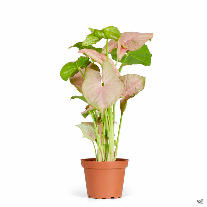Strawberry Syngonium 4 inch